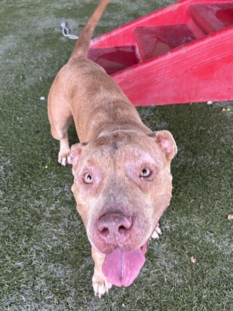 ATHENA - Pit Bull Terrier available for adoption
