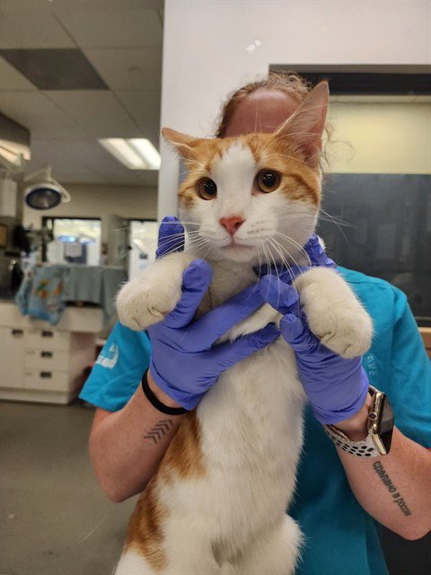 MARIO - Domestic Short Hair available for adoption