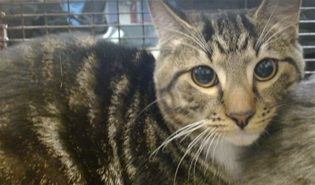 STEVE - Domestic Short Hair available for adoption