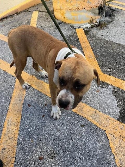 LARRY - American Pit Bull Terrier available for adoption