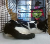 RIGBY - Photo 1