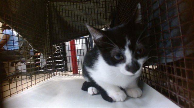 VINAGRO - Domestic Short Hair available for adoption