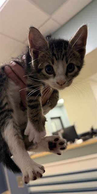 BASIL - Domestic Short Hair available for adoption