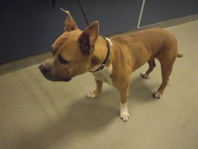 TITUS Image
