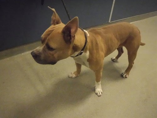 TITUS - Pit Bull Terrier available for adoption