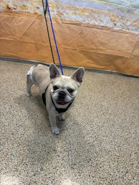 RAVEN - French Bulldog available for adoption