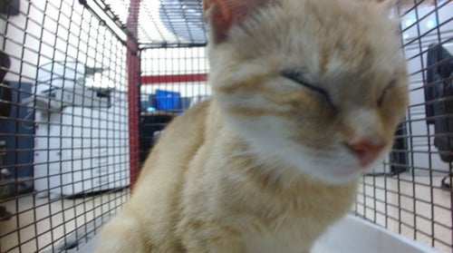 JEANNIE - Domestic Short Hair available for adoption