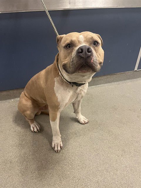 JAKE - American Bulldog available for adoption