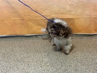 ABBY - Photo 1