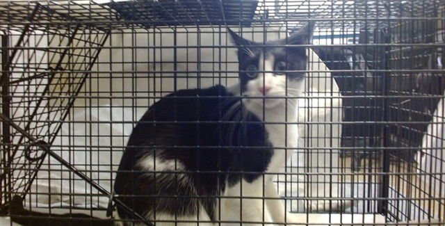 VENUS - Domestic Short Hair available for adoption