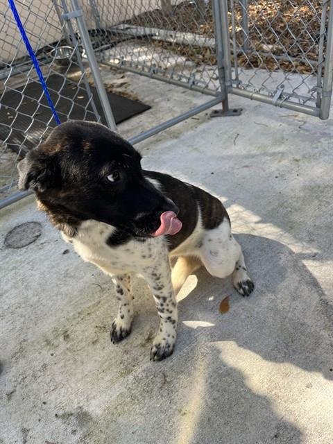 ELLA - German Shepherd Dog available for adoption