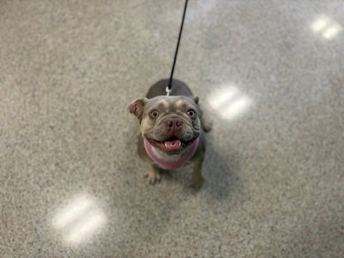 MOANA - French Bulldog available for adoption