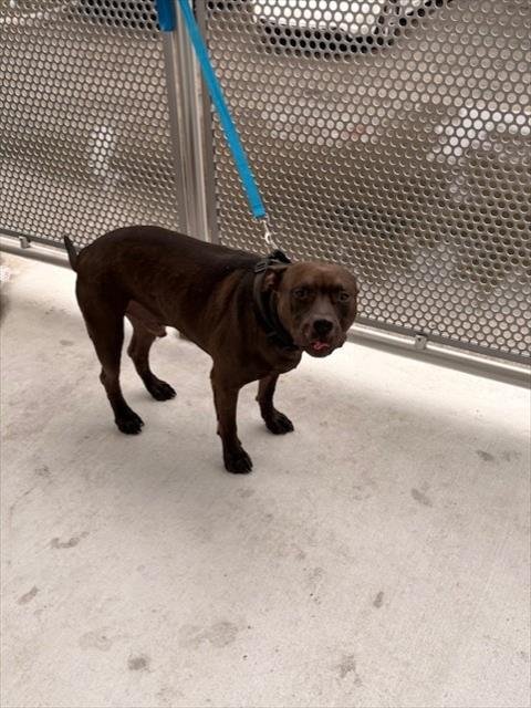 HADES - American Pit Bull Terrier available for adoption