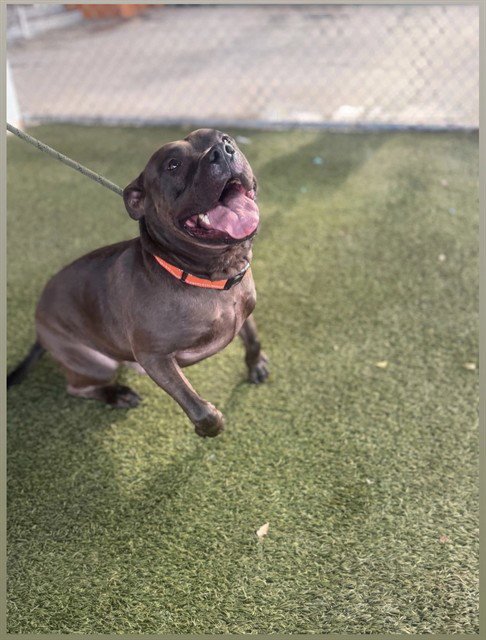 HADES - American Pit Bull Terrier for adoption in Miami