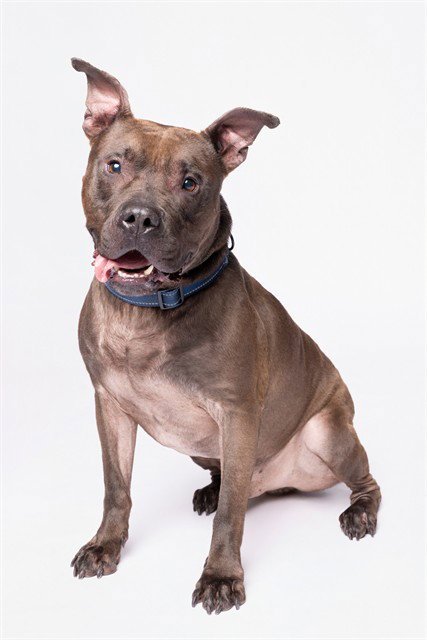 HADES - American Pit Bull Terrier available for adoption