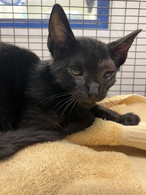 MITTENS - Domestic Short Hair available for adoption