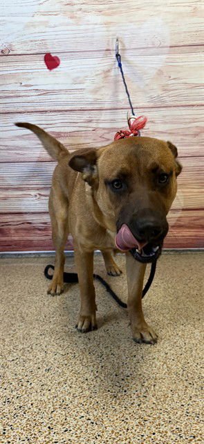 ROCKY - German Shepherd Dog available for adoption