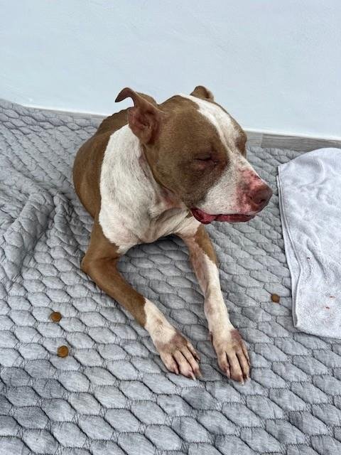 STORM - American Bulldog available for adoption