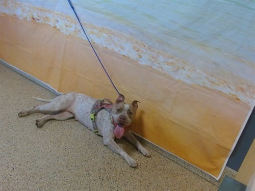 HARLEY - American Bulldog available for adoption