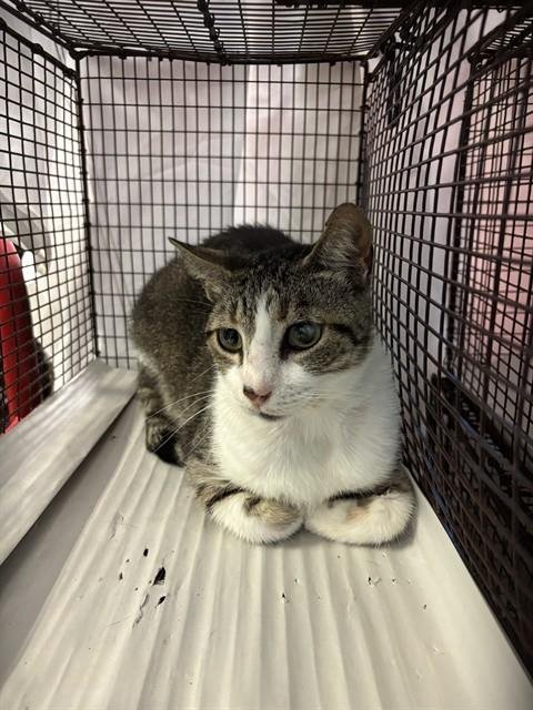 THOMAS - Domestic Short Hair available for adoption
