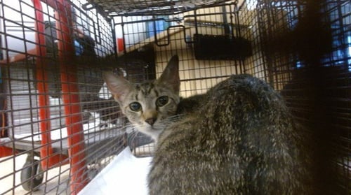 RIKY - Domestic Short Hair available for adoption