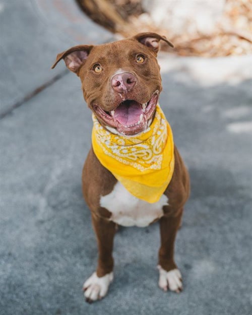 CHOCOLATE - Pit Bull Terrier for adoption in Hialeah