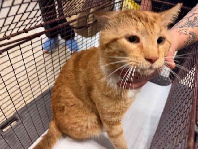 BEEFY - Domestic Short Hair available for adoption