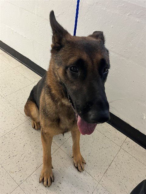 SHEP Image
