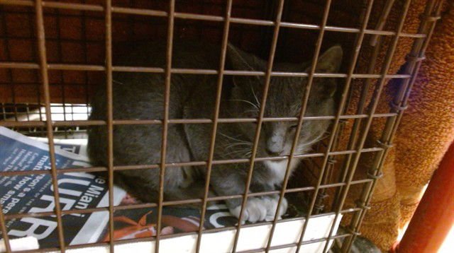 BRENDA - Domestic Short Hair available for adoption