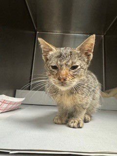 TIGER - Domestic Short Hair available for adoption