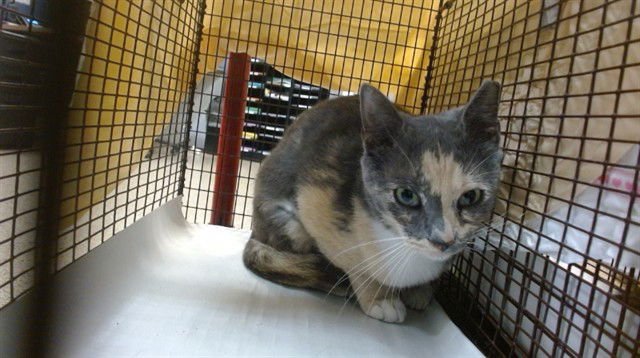 BINKY - Domestic Short Hair available for adoption