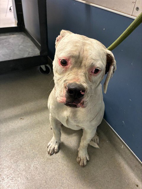 DORA - American Bulldog available for adoption