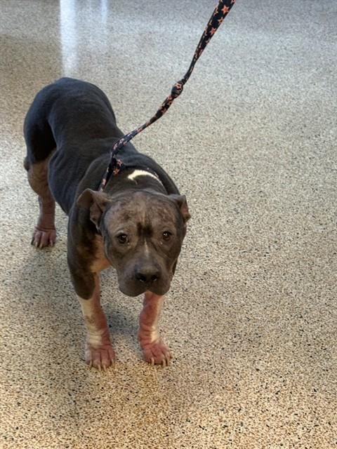 LUNA - American Bulldog available for adoption