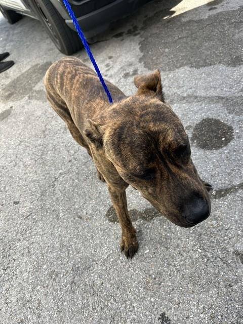 TIGER - Pit Bull Terrier available for adoption