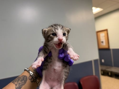 MUMU - Domestic Short Hair for adoption in Hialeah