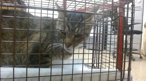 DENNIS - Domestic Short Hair available for adoption