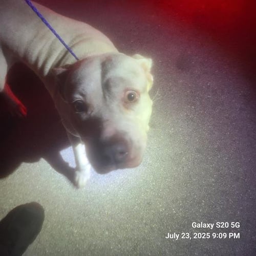 PUPA - Bulldog available for adoption