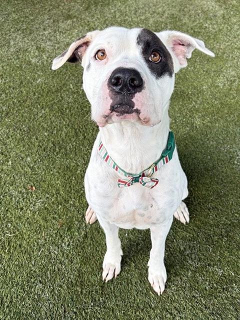 MAX - American Bulldog available for adoption
