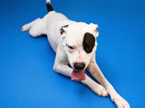 MAX - American Bulldog available for adoption