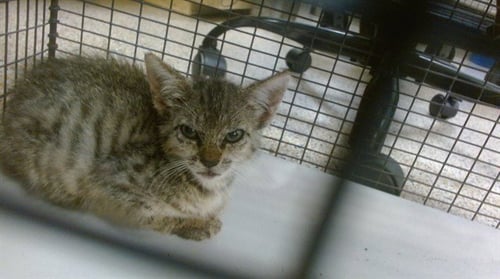 MARGARET - Domestic Short Hair available for adoption