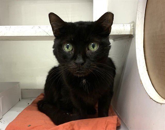 ARAGORN - Domestic Short Hair available for adoption