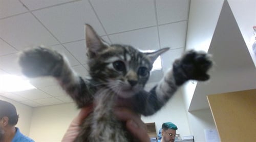OMEN - Domestic Short Hair available for adoption