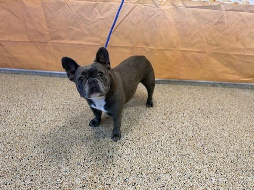 AZUL - French Bulldog available for adoption