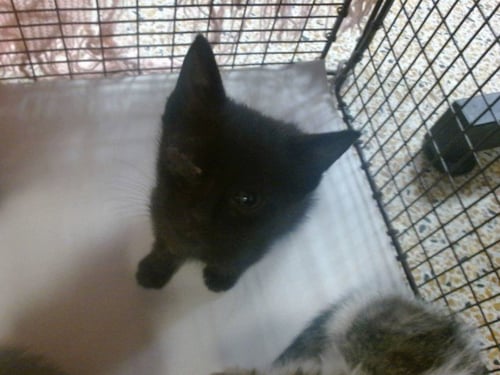 EMERY - Domestic Short Hair available for adoption
