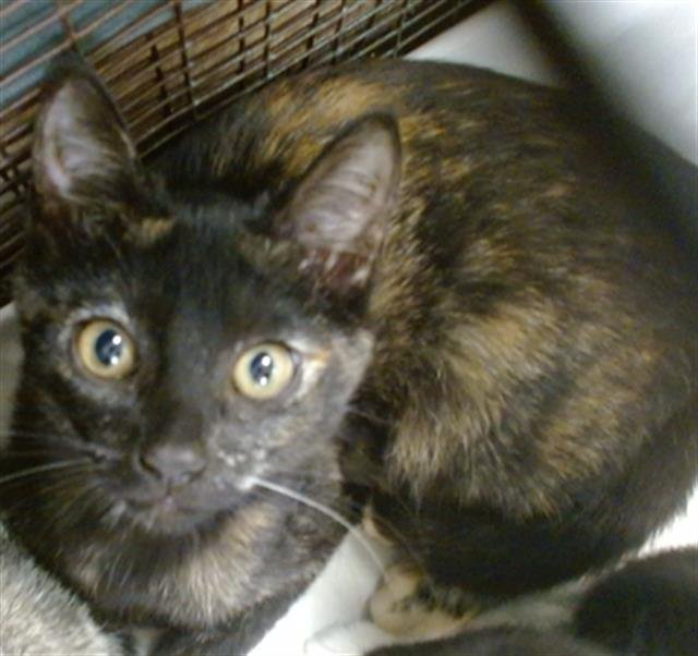 WEDNESDAY - Domestic Short Hair available for adoption