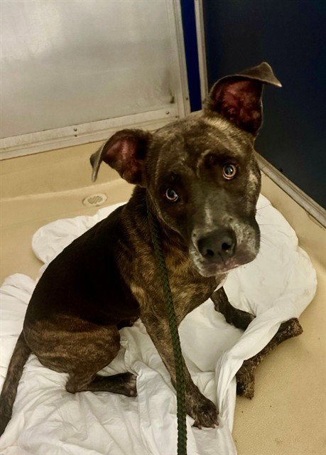 JINX - Pit Bull Terrier available for adoption