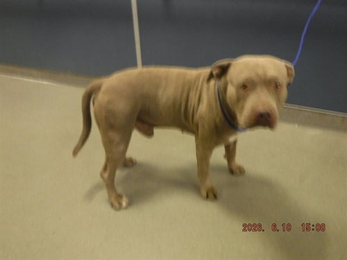 YOSHIRO - American Bulldog available for adoption