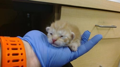 TOOT - Domestic Short Hair available for adoption