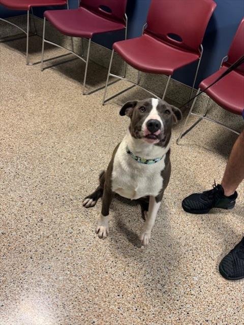 AKILES - American Pit Bull Terrier / Rhodesian Ridgeback available for adoption