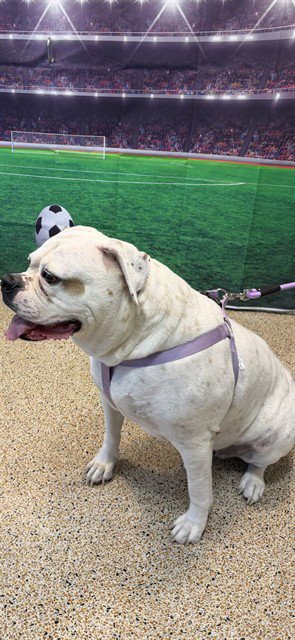 LUNA - American Bulldog available for adoption